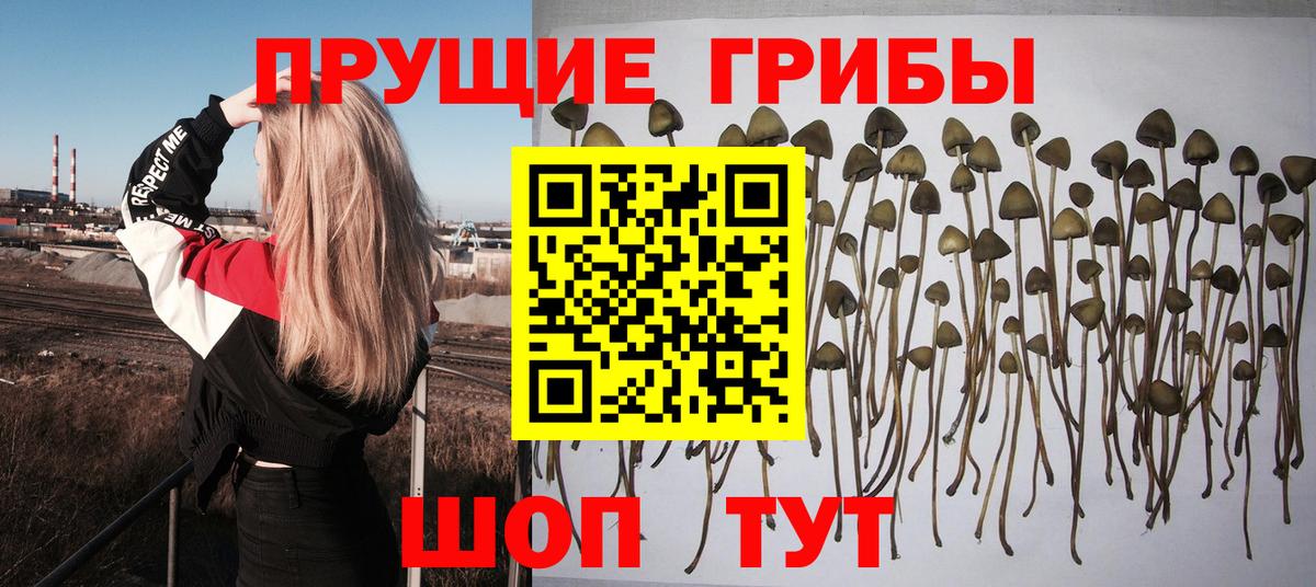 Кострома  Псилоцибиновые грибы GOLDEN TEACHER  Вход с VPN 